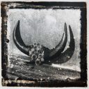 Horns from a buffalo that was sacrificed all in the name of a religion