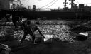 Unloading squid at Jagalchi Market - Busan