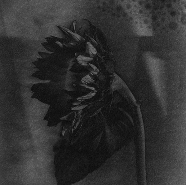Study of Sunflowers #1