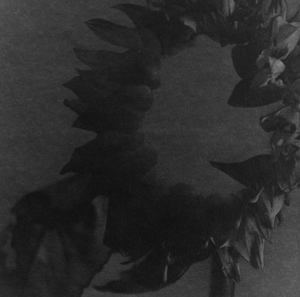 Study of Sunflowers is a body of work experimenting with solarisation of the negatives.