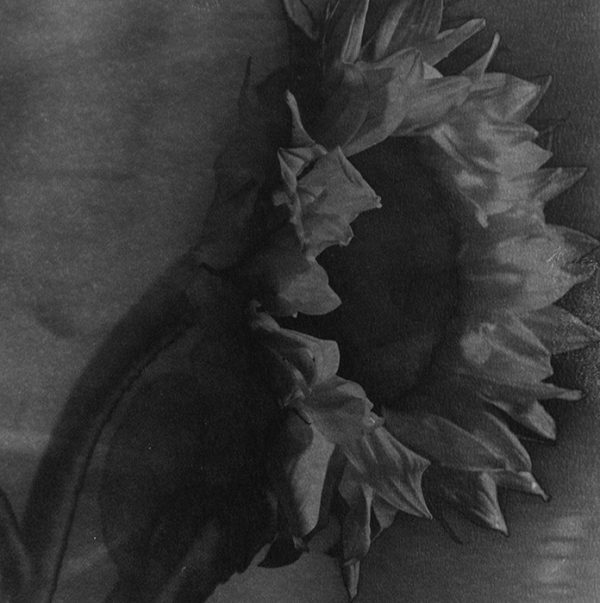Study of Sunflowers is a body of work experimenting with solarisation of the negatives.