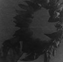 Study of Sunflowers is a body of work experimenting with solarisation of the negatives.