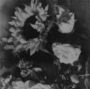 Study of Sunflowers is a body of work experimenting with solarisation of the negatives.