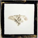A torn butterfly wing represents change