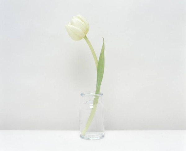 White Tulip in a glass jar photographed on a white background. Representing purity.