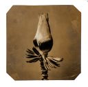 exhibition hand print of a banana flower