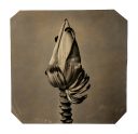 exhibition hand print of a banana flower