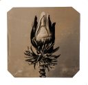 exhibition hand print of a banana flower