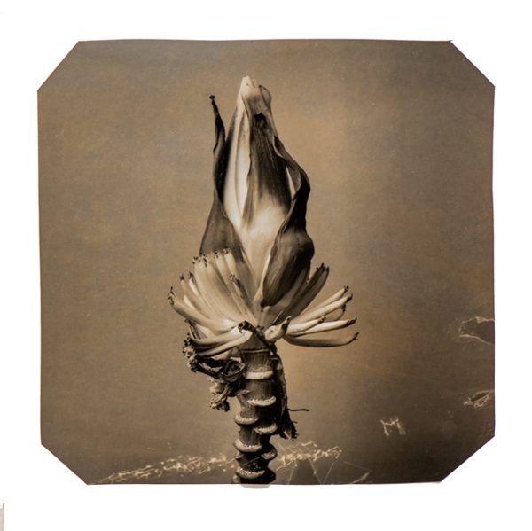exhibition hand print of a banana flower