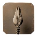 exhibition hand print of a banana flower