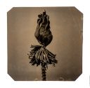 exhibition hand print of a banana flower