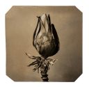 exhibition hand print of a banana flower