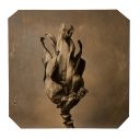 exhibition hand print of a banana flower