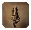 exhibition hand print of a banana flower