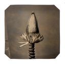exhibition hand print of a banana flower