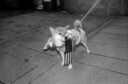 Pet dog with American flag